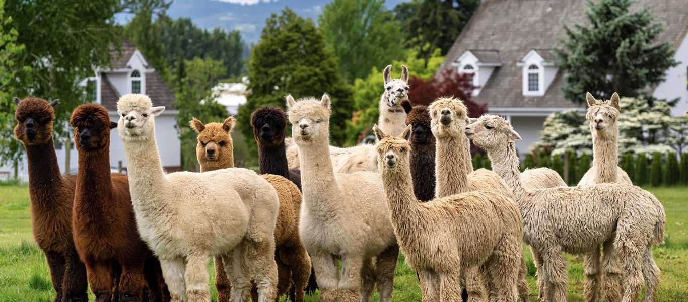 Alpaca Farm visit
