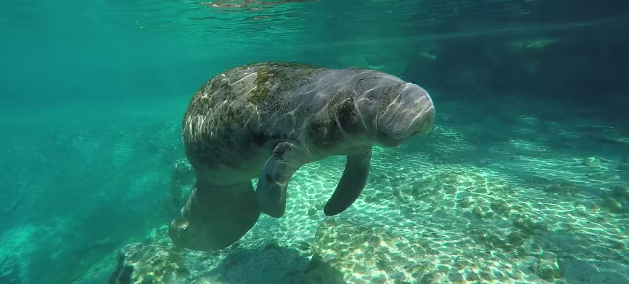 Homosassa, Florida — a Nature Coast community in Citrus County